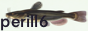 a button with a catfish on it. text in the bottom right reads 'perill6'